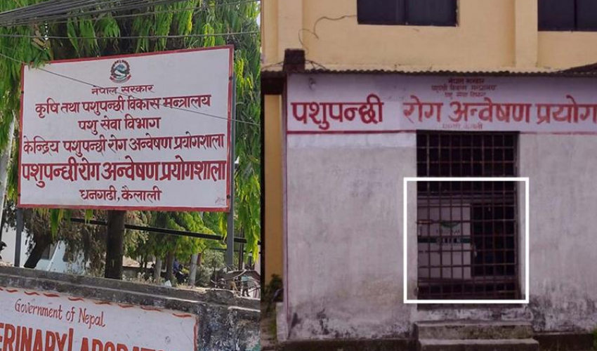 सुदूरपश्चिममा पशूचौपायामा देखीयाे रेबिज