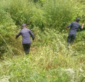 अवैध गाँजा नष्ट गर्दै बाजुरा प्रहरी