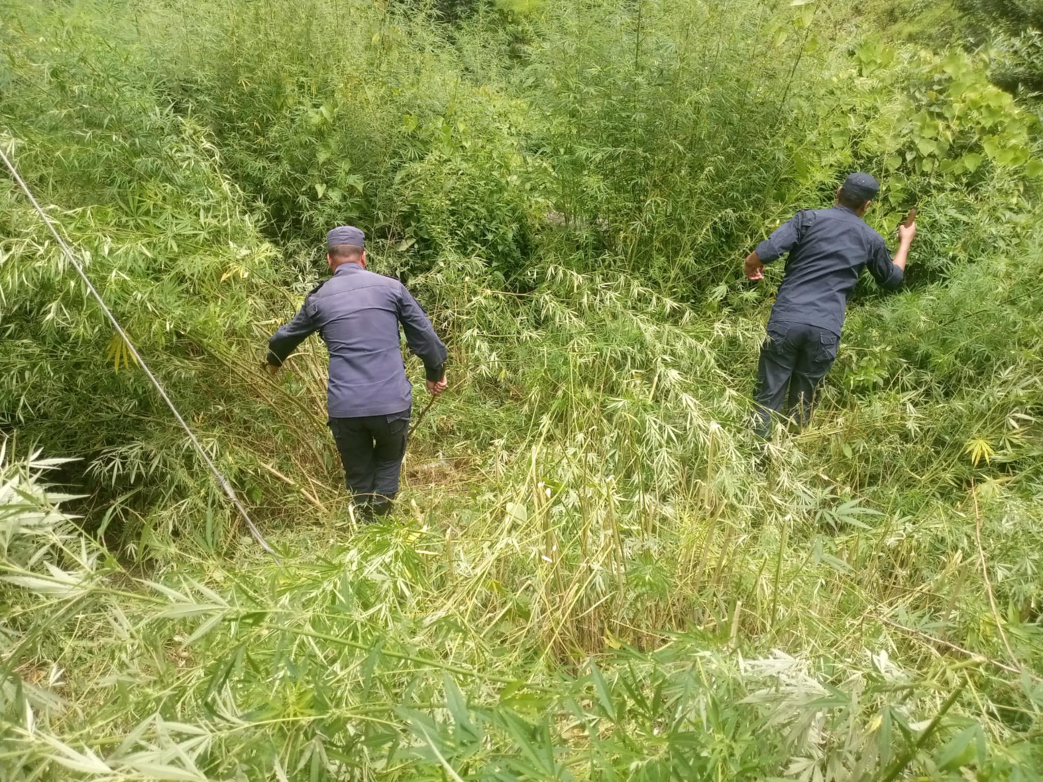 अवैध गाँजा नष्ट गर्दै बाजुरा प्रहरी