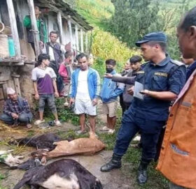 चट्याङ लागेर गाैमुलमा एक महिला घाईते, पाँच पशु चाैपाया मरे