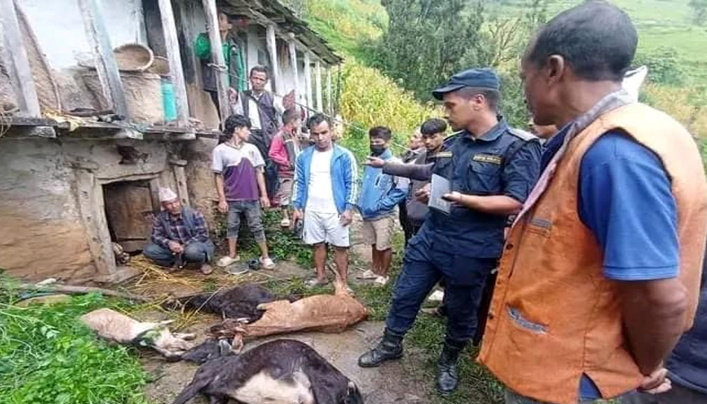 चट्याङ लागेर गाैमुलमा एक महिला घाईते, पाँच पशु चाैपाया मरे