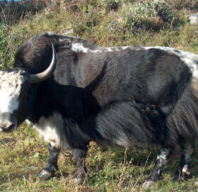 वैशाख ७ लाई याक दिवसको रुपमा मनाउने सरकारको निर्णय