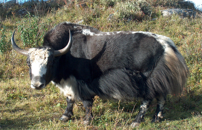 वैशाख ७ लाई याक दिवसको रुपमा मनाउने सरकारको निर्णय