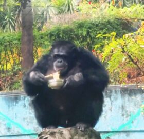 चीनमा मानिसजस्तै चपस्टिक्सकले नुडल खाने चिम्पान्जी