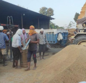 कैलालीमा खाद्यले ५५ हजार क्वीन्टल धान खरिद गर्दै, यस्तो छ खरिद मूल्य