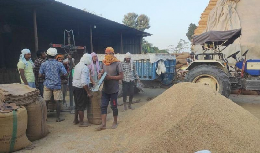कैलालीमा खाद्यले ५५ हजार क्वीन्टल धान खरिद गर्दै, यस्तो छ खरिद मूल्य
