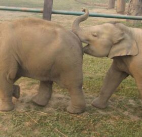 नेपालले कतारलाई एक जोडी हात्ती उपहार दिने