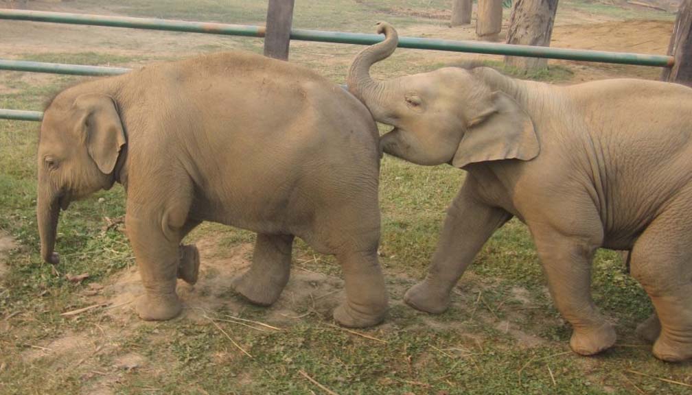 नेपालले कतारलाई एक जोडी हात्ती उपहार दिने