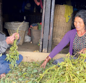 ठाँटीका सुत्केरीका सारथि सुँडेनी