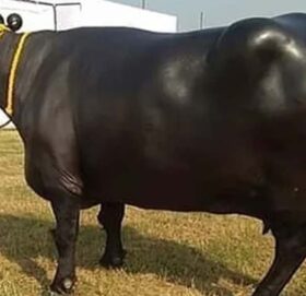 भारतमा एउटा मुर्रा भैंसीको मूल्य ३७ करोड !