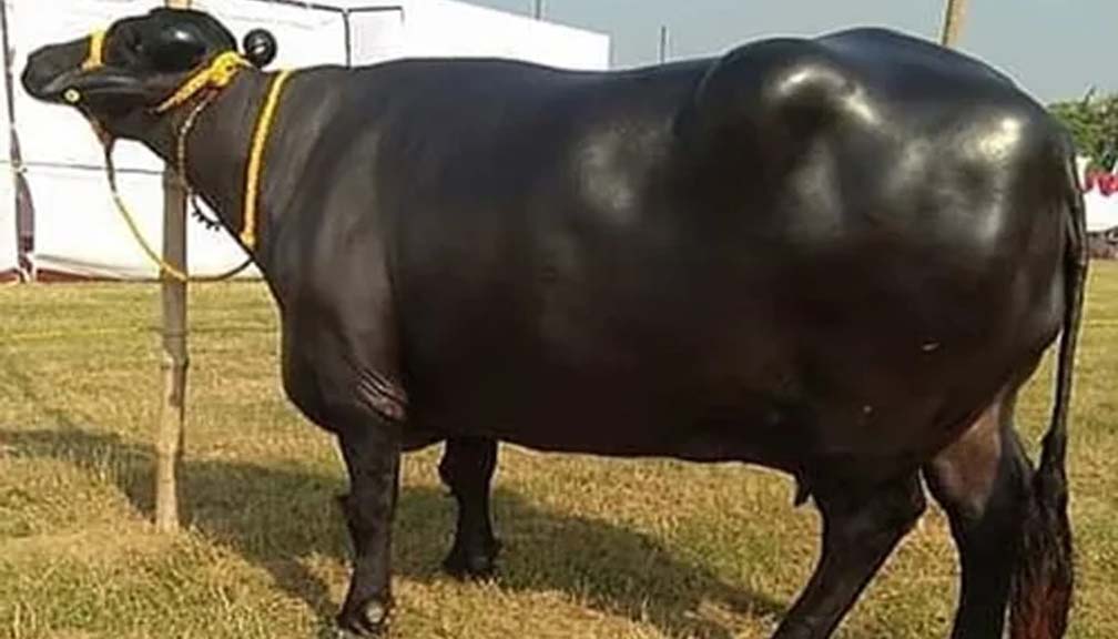 भारतमा एउटा मुर्रा भैंसीको मूल्य ३७ करोड !
