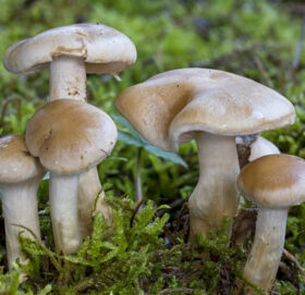 नवलपुरमा जंगली च्याउको तरकारी खाँदा एकै घरका ५ जना बिरामी