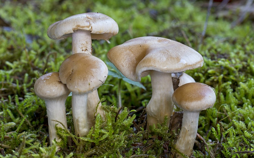 नवलपुरमा जंगली च्याउको तरकारी खाँदा एकै घरका ५ जना बिरामी