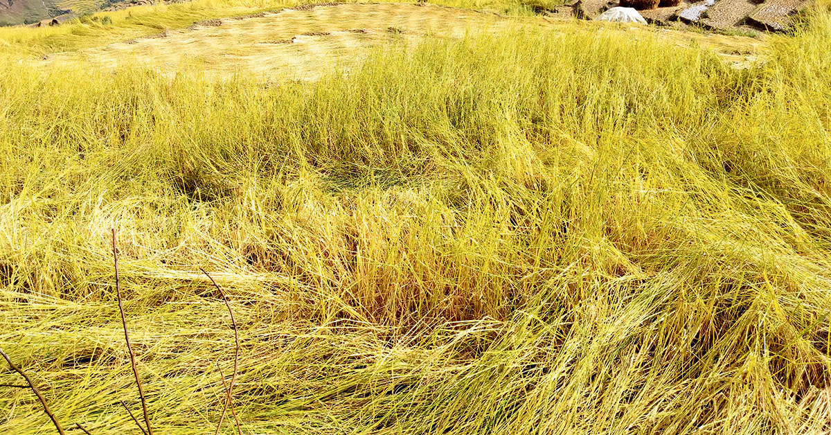 असिनापानीले सखाप पार्यो धानबाली