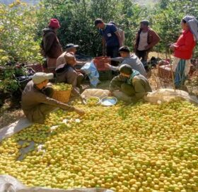 बाजुरामा उत्पादित कागती काठमाण्डौं पुग्यो