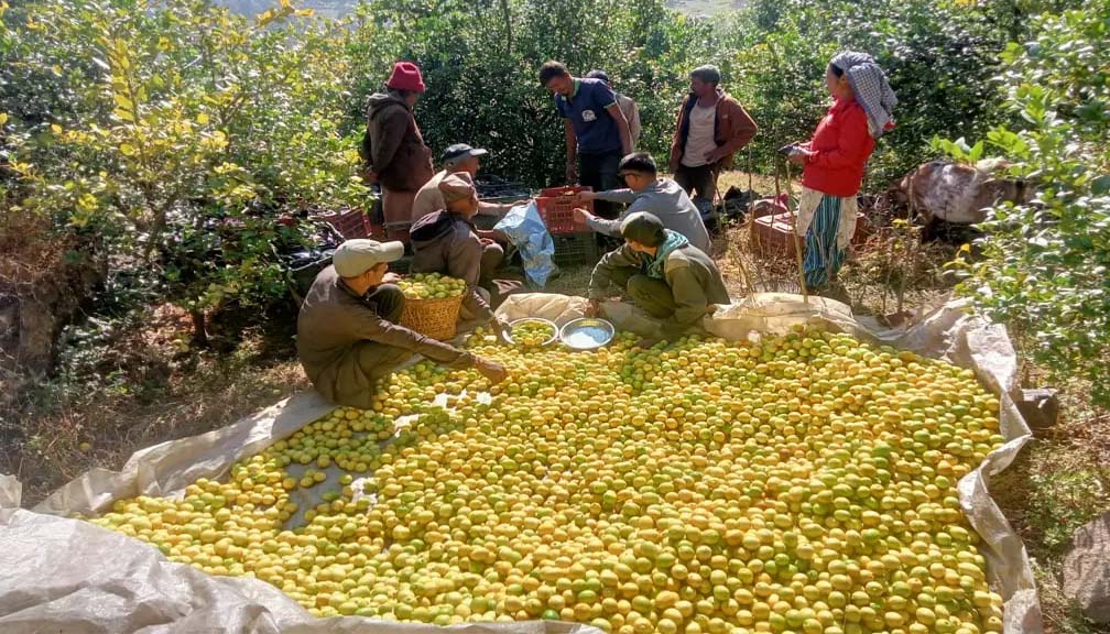बाजुरामा उत्पादित कागती काठमाण्डौं पुग्यो