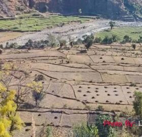 साउनेगाउँको जिउलो चार बर्षदेखि बाँझै