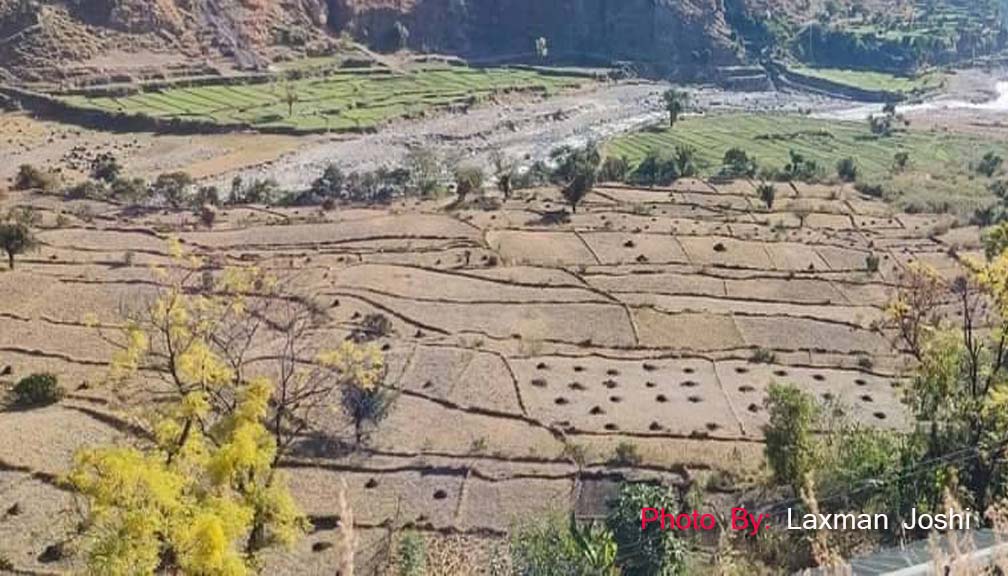 साउनेगाउँको जिउलो चार बर्षदेखि बाँझै