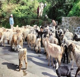 चाँडै बेँसी झरे हिमाली भेगका भेडापालक किसान