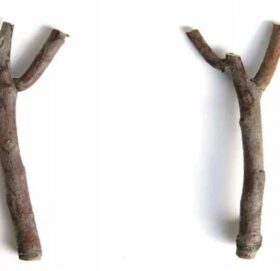 रुसमा के भनेर बिकिरहेको छ एउटै हाँगा ६ हजारमा ?