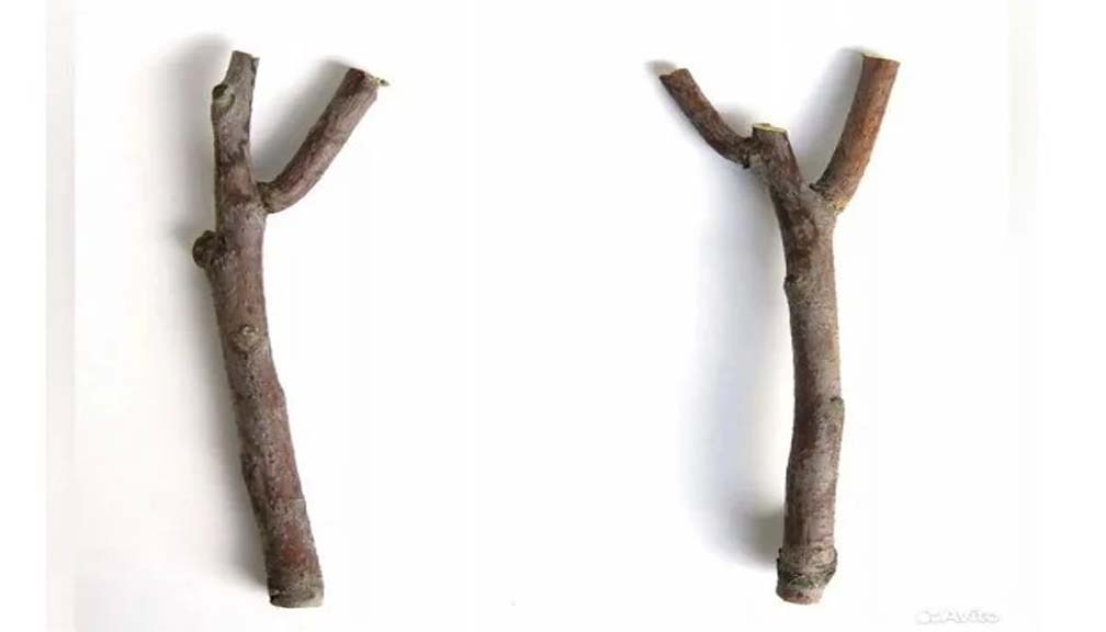 रुसमा के भनेर बिकिरहेको छ एउटै हाँगा ६ हजारमा ?