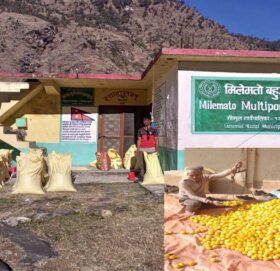 बाजुराबाट एक करोड बढीको कृषि उपज निर्यात