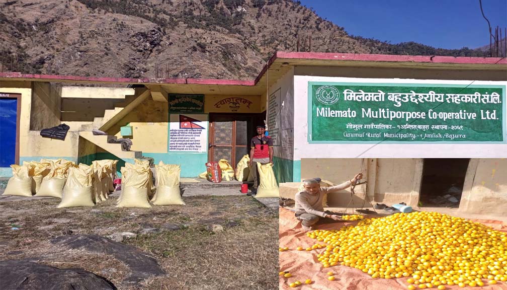 बाजुराबाट एक करोड बढीको कृषि उपज निर्यात