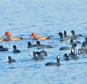 आजदेखि देशभर जलपक्षी गणना गरिँदै