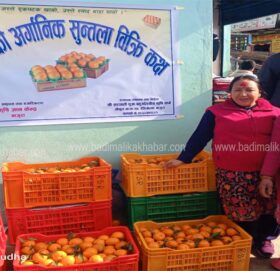 गौमुलको आर्गनिक सुन्तला मार्तडी बजारमा बिक्री हुदैँ