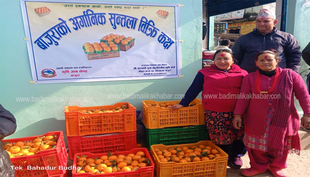 गौमुलको आर्गनिक सुन्तला मार्तडी बजारमा बिक्री हुदैँ