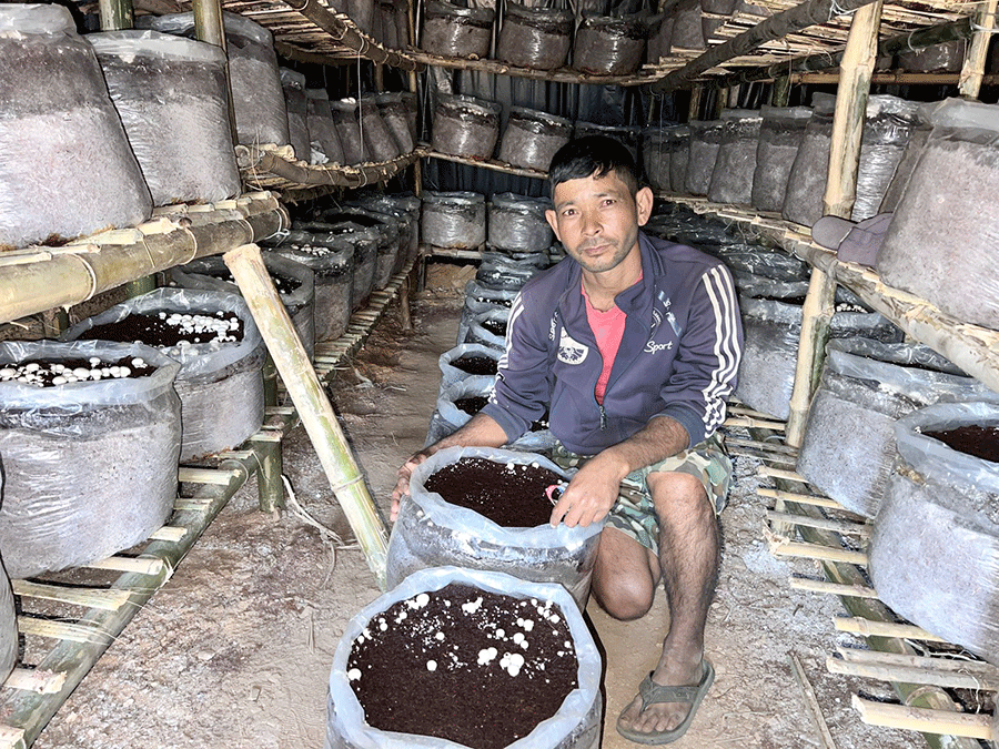 डोटीमा जयबहादुरले सुरू गरे व्यावसायिक गोब्रे च्याउ उत्पादन