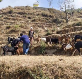 बडिमालिका ५ मा पशु शिविर सञ्चालन, ६ सय बढी बाख्राको उपचार