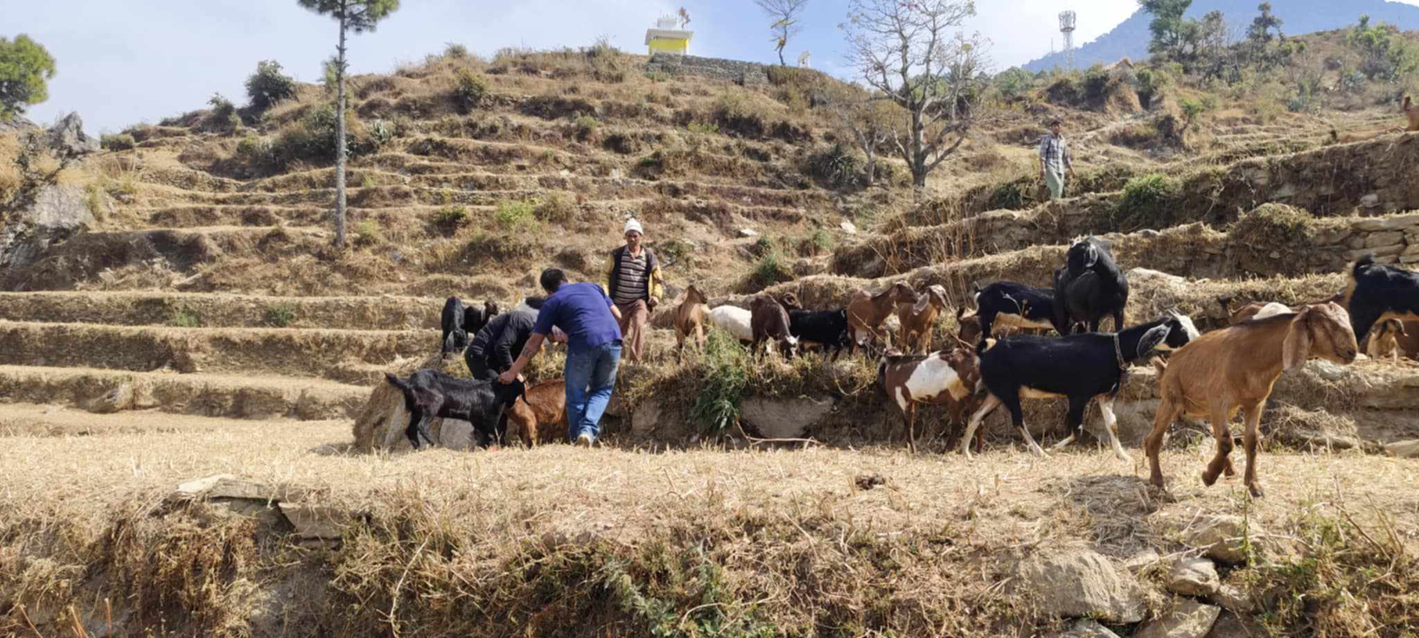 बडिमालिका ५ मा पशु शिविर सञ्चालन, ६ सय बढी बाख्राको उपचार