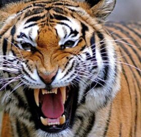 बाजुराको खप्तड छेडेदहमा बाघकाे आक्रमणबाट एक बालकको मृत्यु