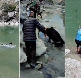 संसदमा उठ्यो गाईलाई ढुंगाले हानेको घटना, छानबिनको माग