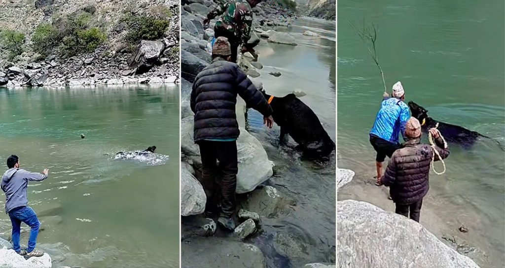 संसदमा उठ्यो गाईलाई ढुंगाले हानेको घटना, छानबिनको माग