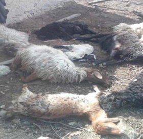 स्वामीकार्तिक खापरमा भेडीगोठमा आगलागी हुँदा ९ भेडा मरे