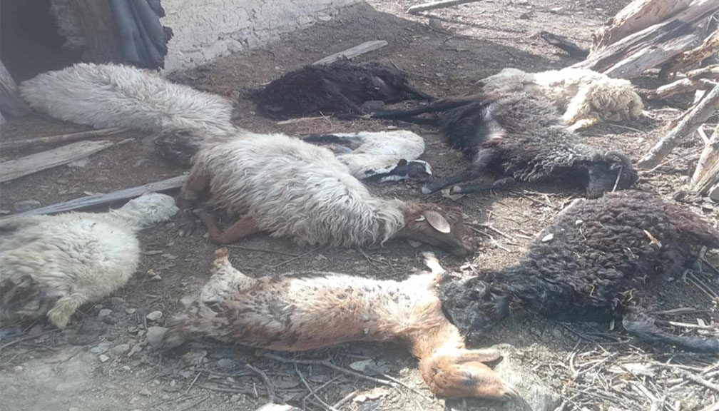 स्वामीकार्तिक खापरमा भेडीगोठमा आगलागी हुँदा ९ भेडा मरे