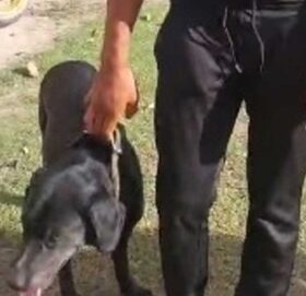 कुकुरको प्रयोग गरेर लागुऔषध ओसारपसार