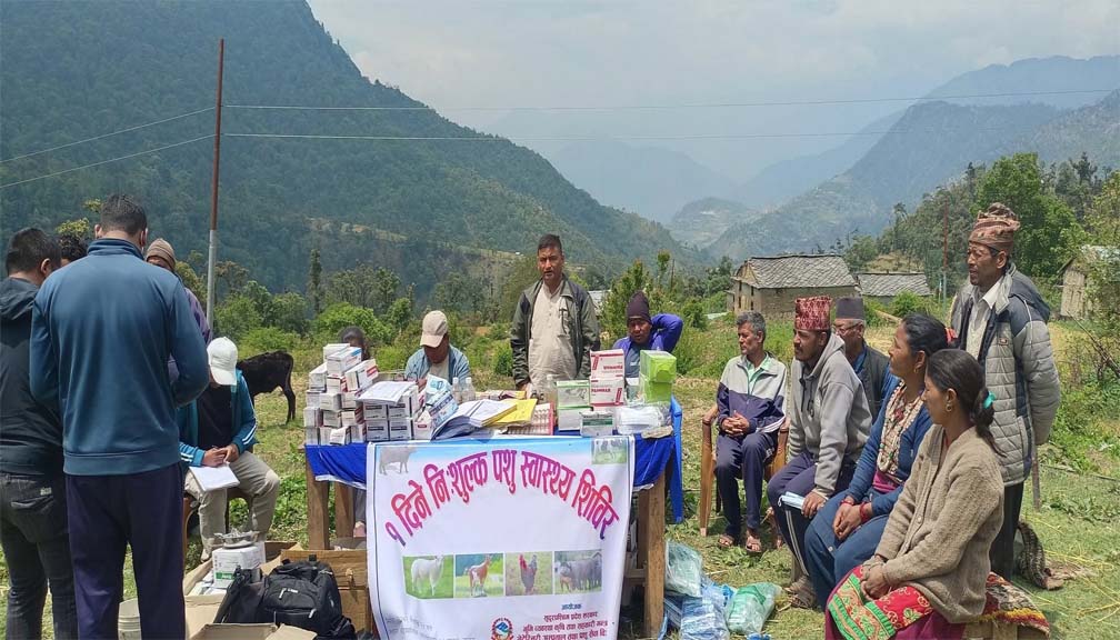 बडीमालिका ७ मा पशु स्वास्थ्य शिविर ३५ सय पशु चौपायाको उपचार