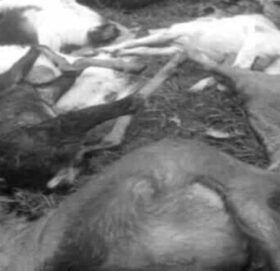 बाजुराको गौमुलमा बाघको आक्रमणबाट भेडा र बाख्रा मरे