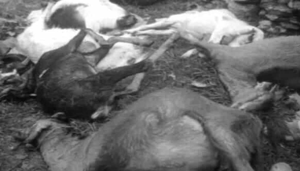 बाजुराको गौमुलमा बाघको आक्रमणबाट भेडा र बाख्रा मरे