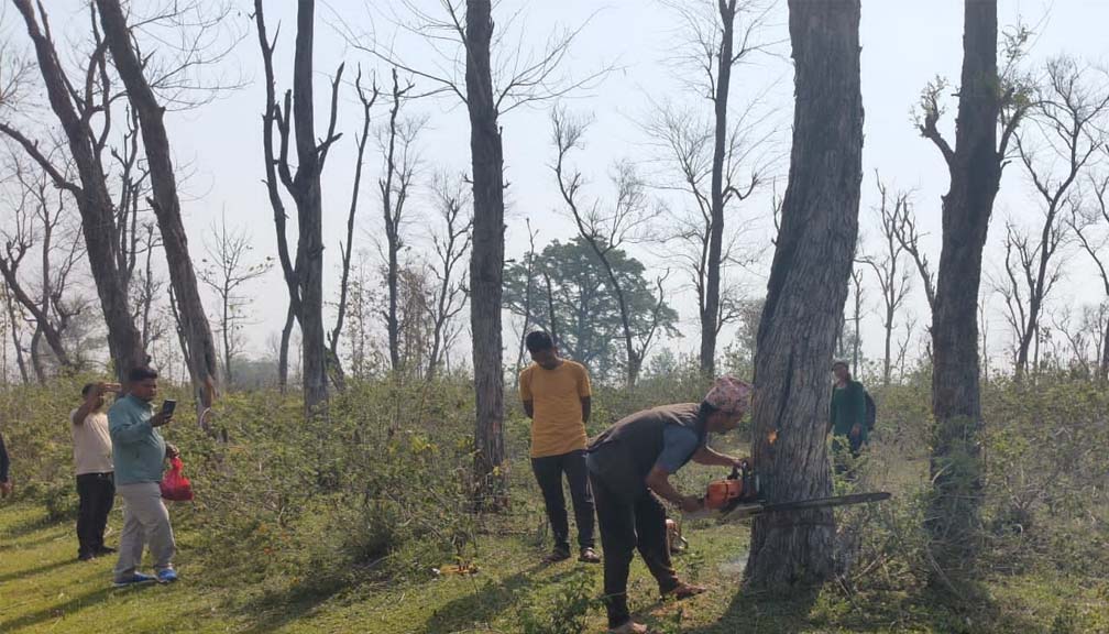 दोधारा चाँदनी सुक्खा बन्दरगाह निर्माणका लागि  रुख कटान सुरु