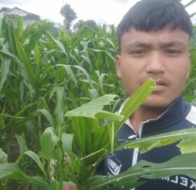 बुढीगंगामा फौजि कीराले मकैबारी सखाप