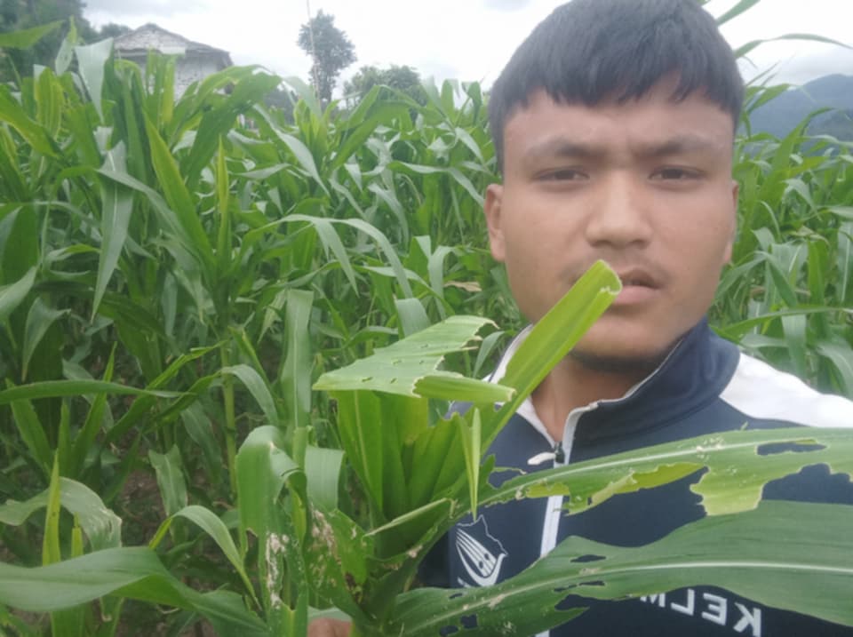 बुढीगंगामा फौजि कीराले मकैबारी सखाप