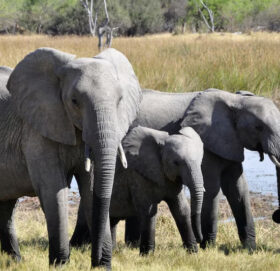 जिम्बावेमा हात्ती मारेर जनतालाई मासु बाँड्ने योजना