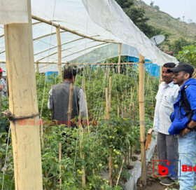 तरकारी खेतीबाट लाखौ आम्दानी गर्दै बाजुराका किसान