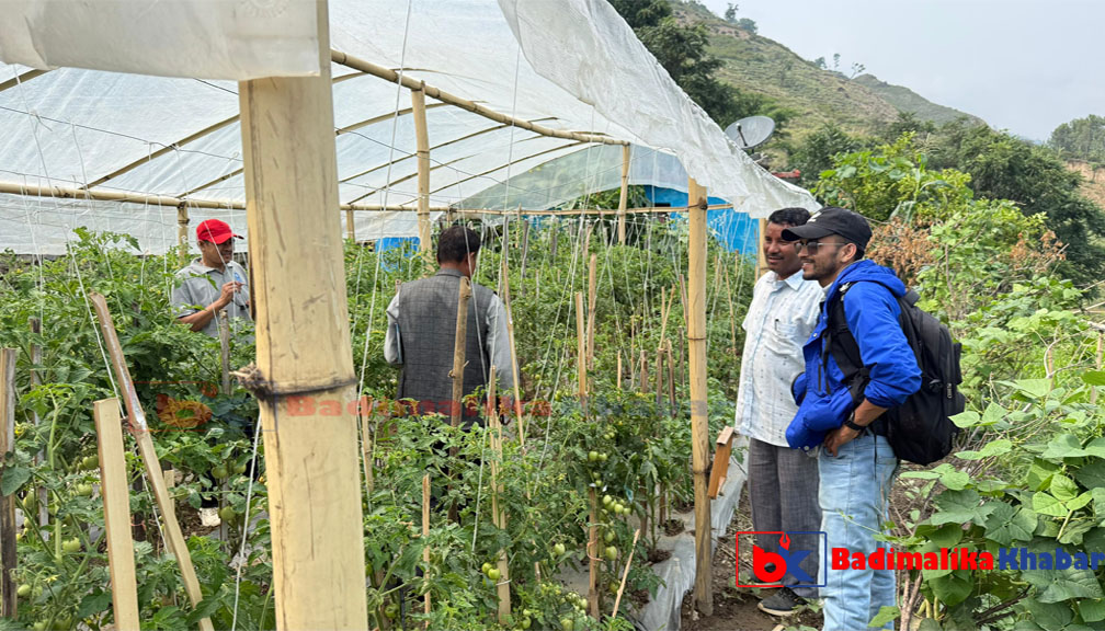 तरकारी खेतीबाट लाखौ आम्दानी गर्दै बाजुराका किसान