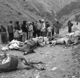 करेन्ट लागेर मुगुमा दश खच्चर मरे