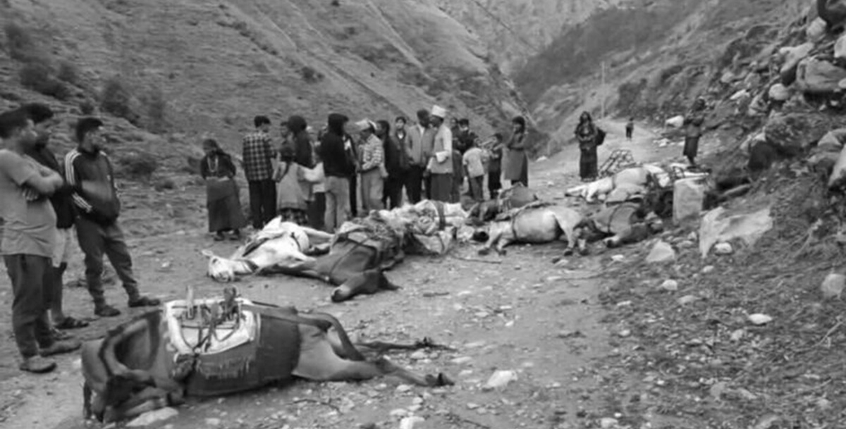 करेन्ट लागेर मुगुमा दश खच्चर मरे